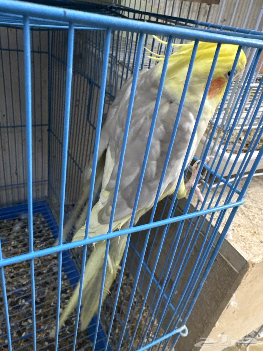 ذكر كروان للبيع اوالبدل64247355119233110