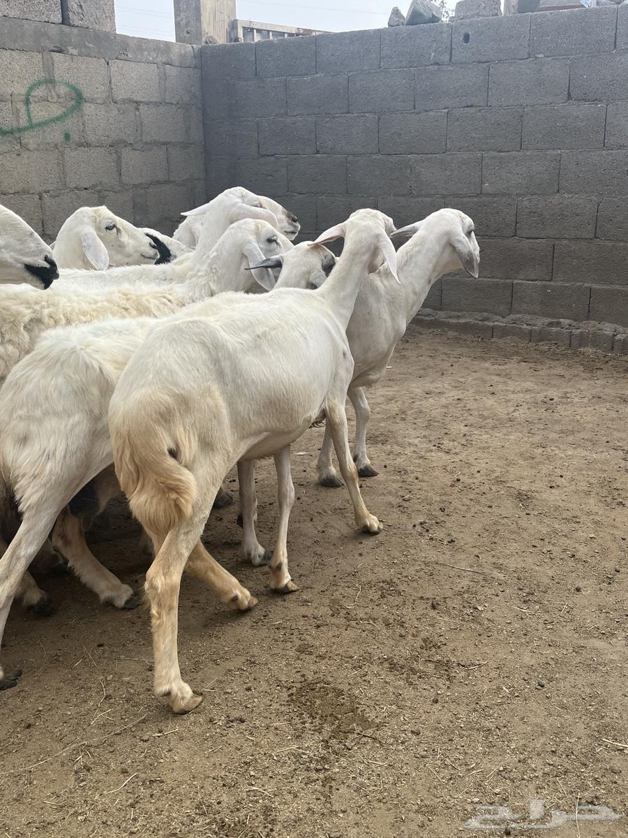 ضان دفيع تم البيع64248272940930110