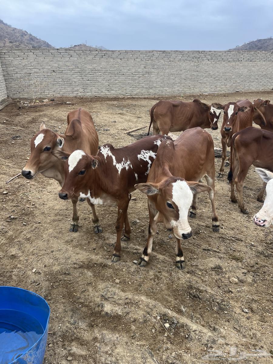 حسلان للبيع.64252799941633111