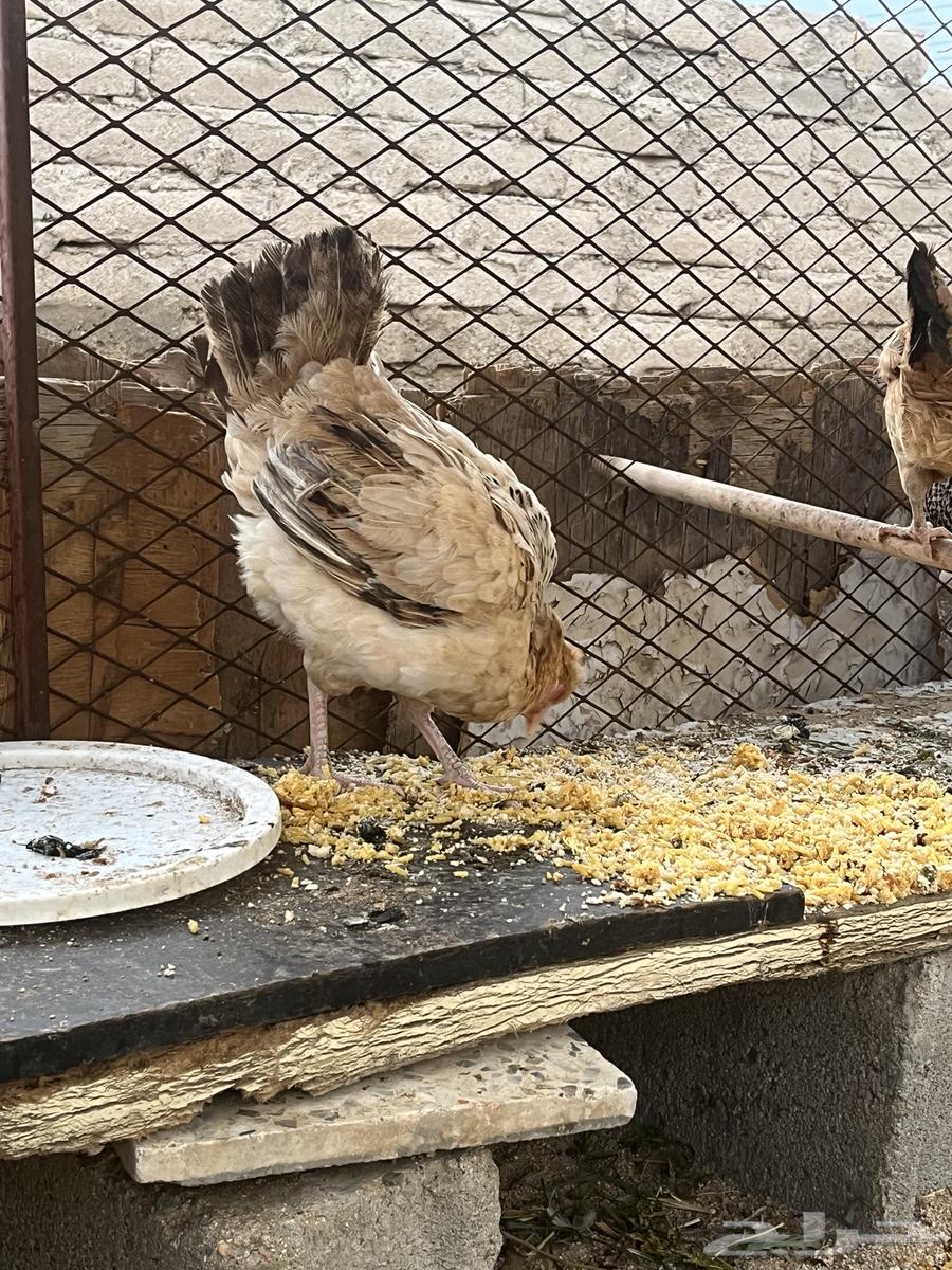 دجاجه تحضن على البيض للبيع64236671137153110