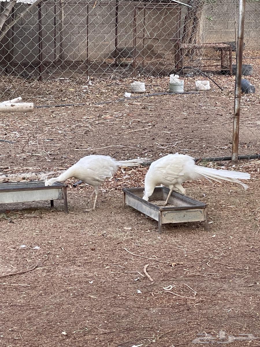 طاووس للبيع طووايس للبيع64252648049411113