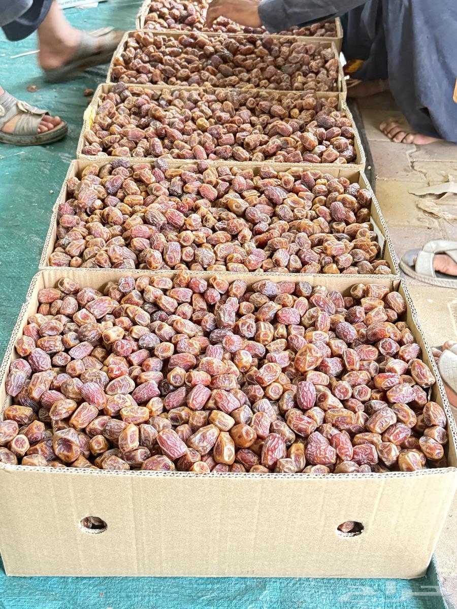 Rabi'a Dates64249066275457111