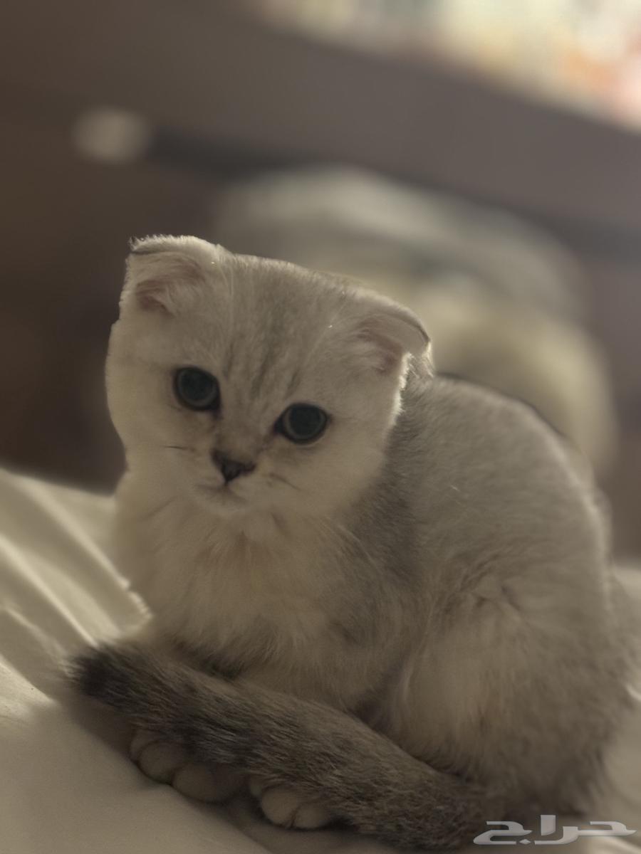 قط سكوتش فولد كيتين64252023930499111