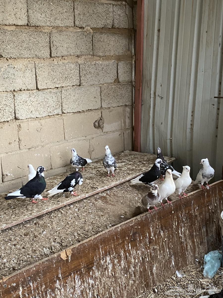 حمام قطايف64250754281857110