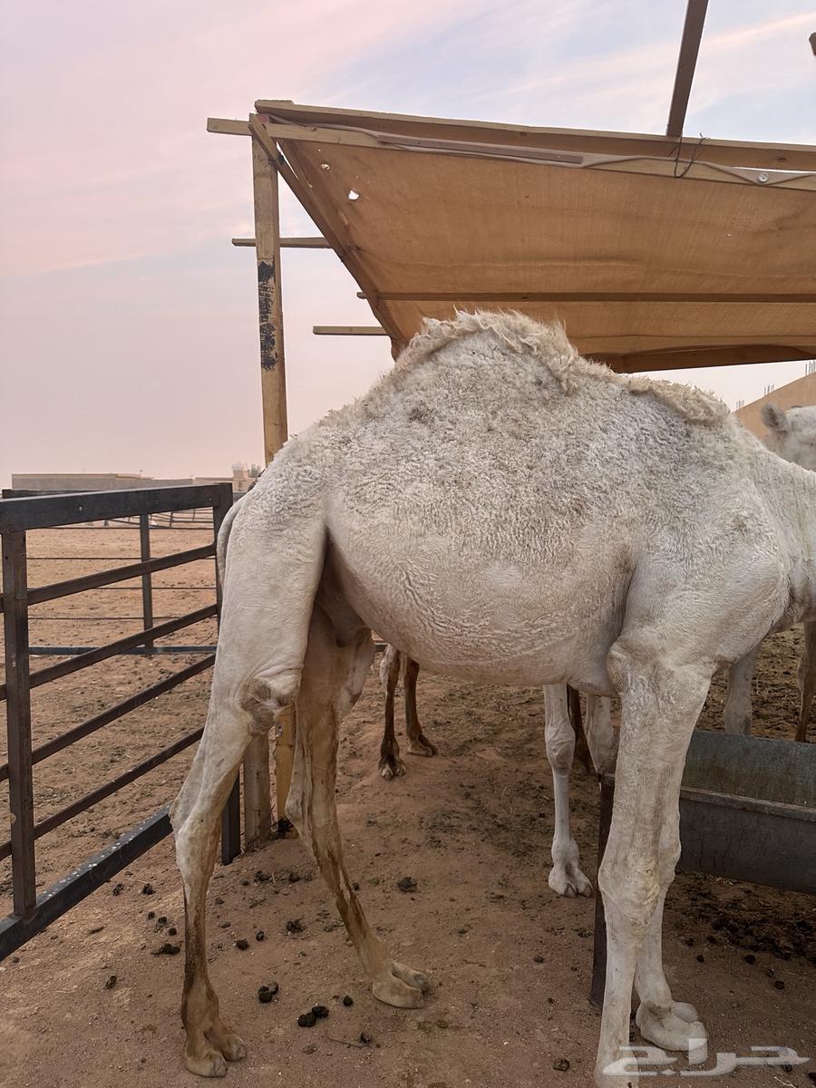 Seated lamb with extended stuffing, unstretched reed cane for sale64247713127682111