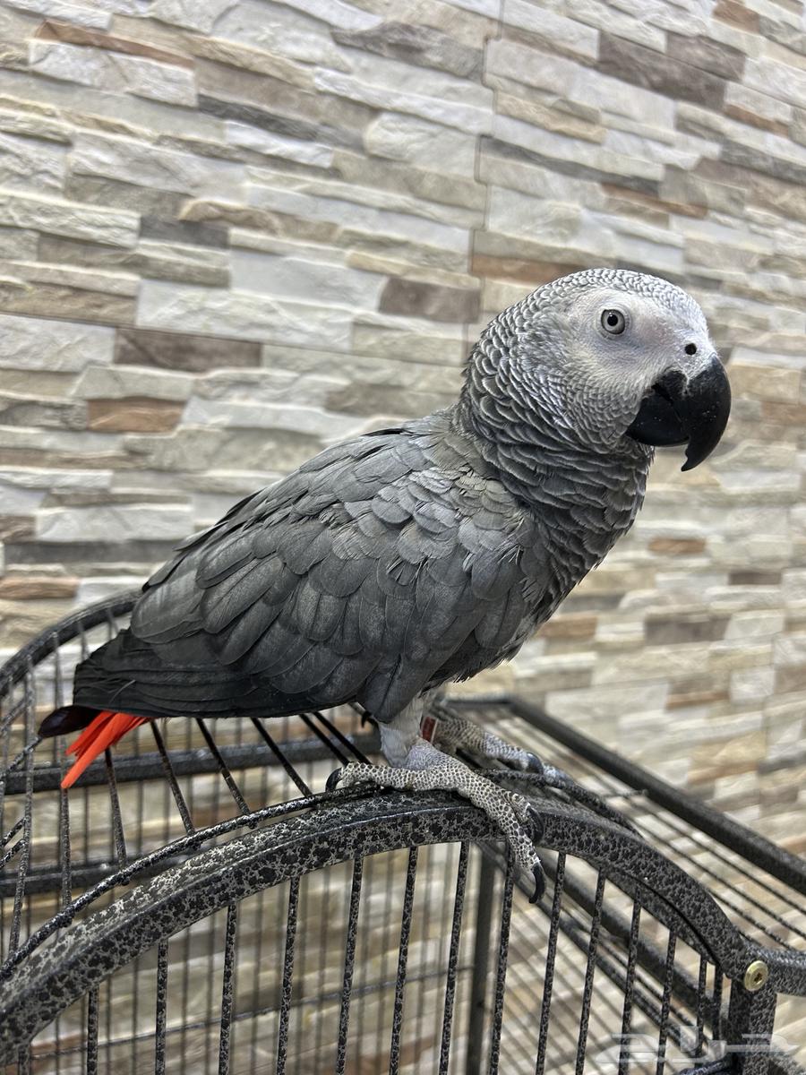 كاسكو للبيع ( العمر تقريبا  سنه و عشرة أشهر )64232338842625111