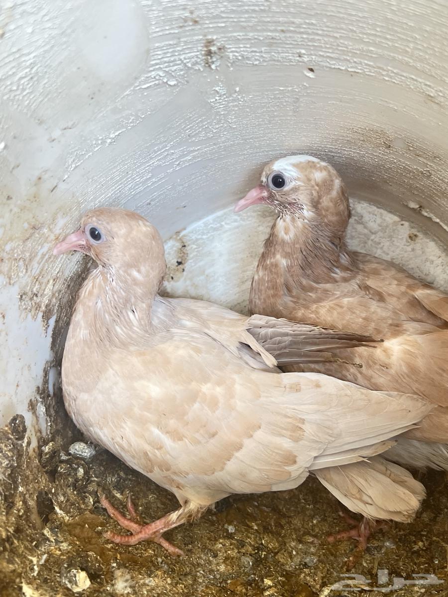 زوج و فروخه كبار عالسوم64248685722241112