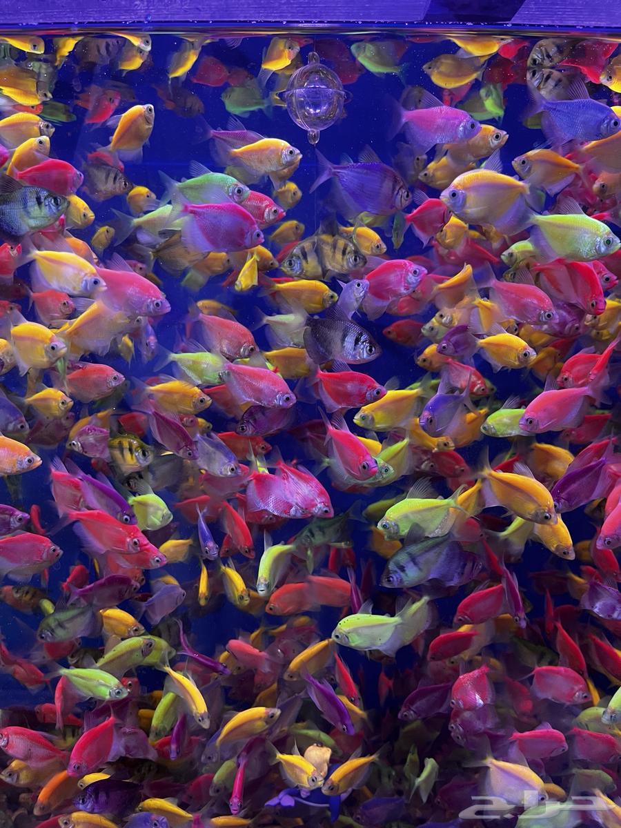 سلاحف وسمك للبيع64240396032001111