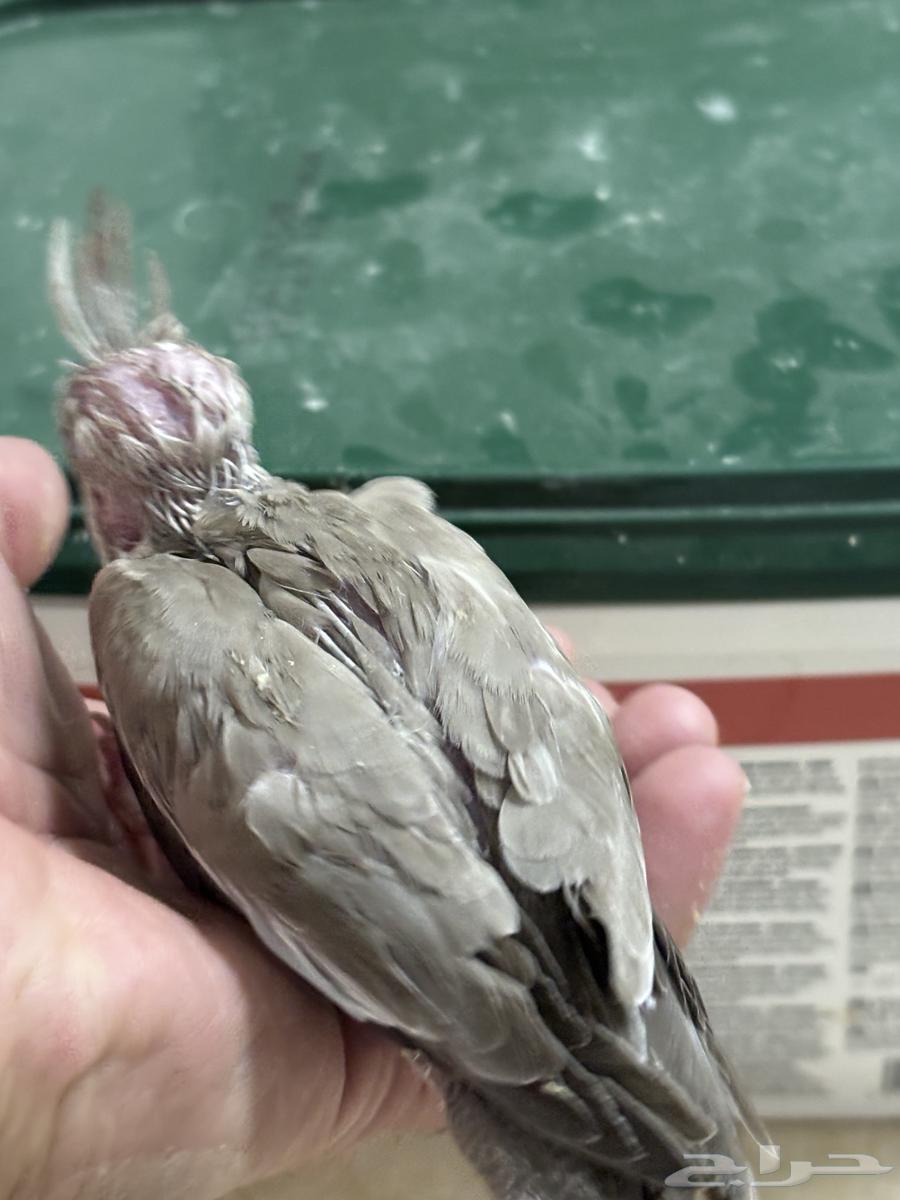 تم البيع. فرخ كروان لون جميل64253438764035114