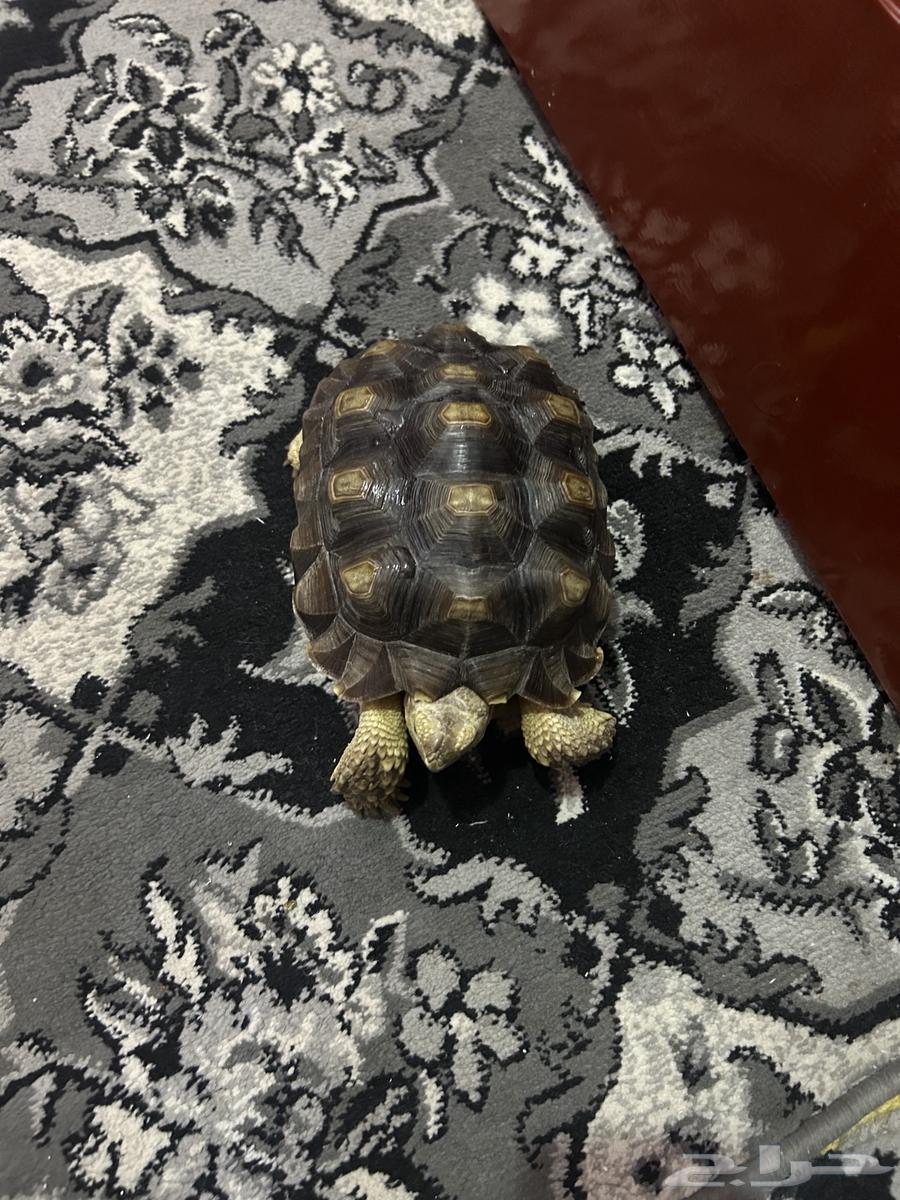 سلحفاه بريه64233487109891112