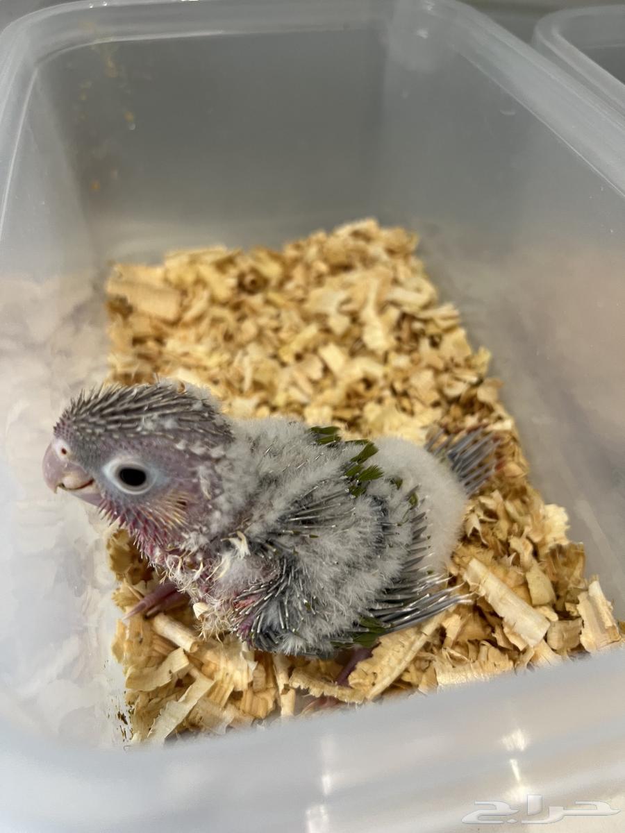 فروخ كنيور اناناس رد فاكتور64247343382529111