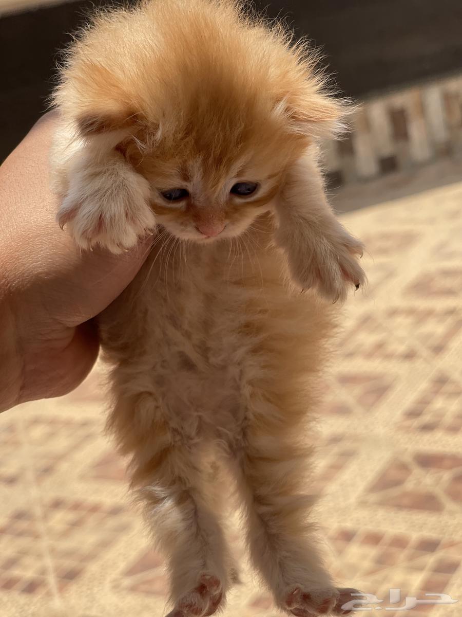 قطة صغيرة للبيع64241769186306112