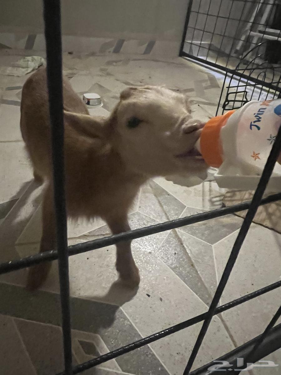 عنز ( جفرة ) قزمية البيع64253286215553111