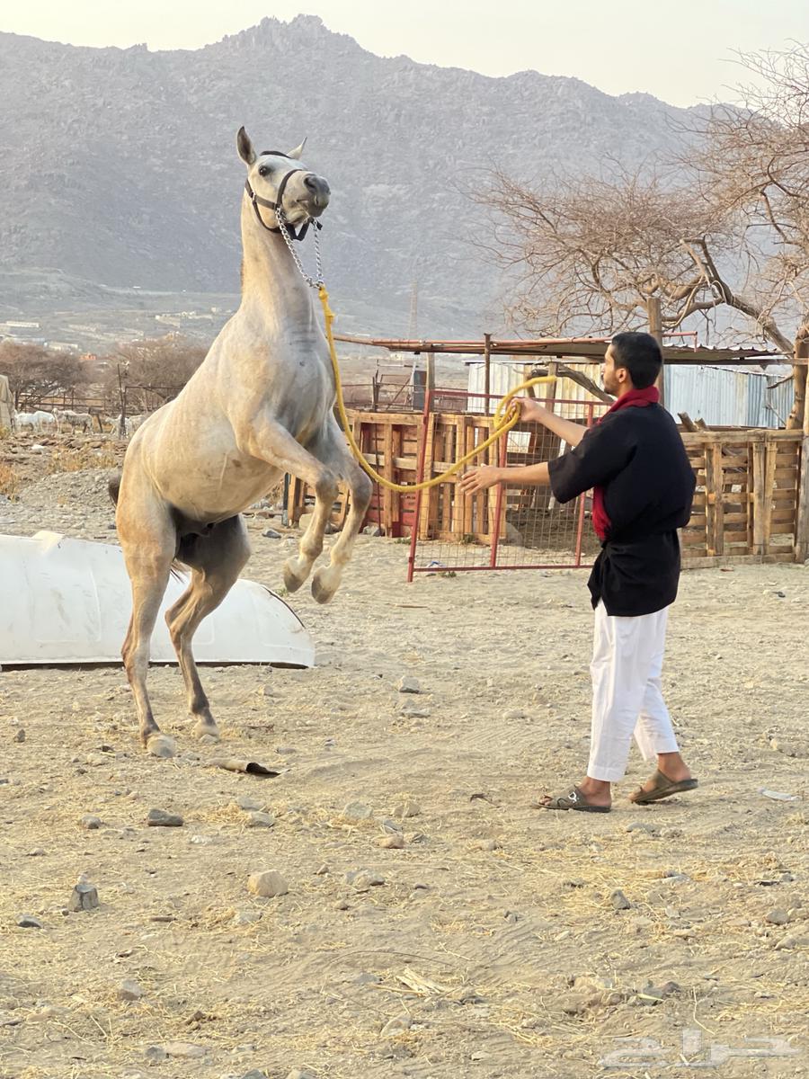 خيل شعبي للبيع64235325609217110