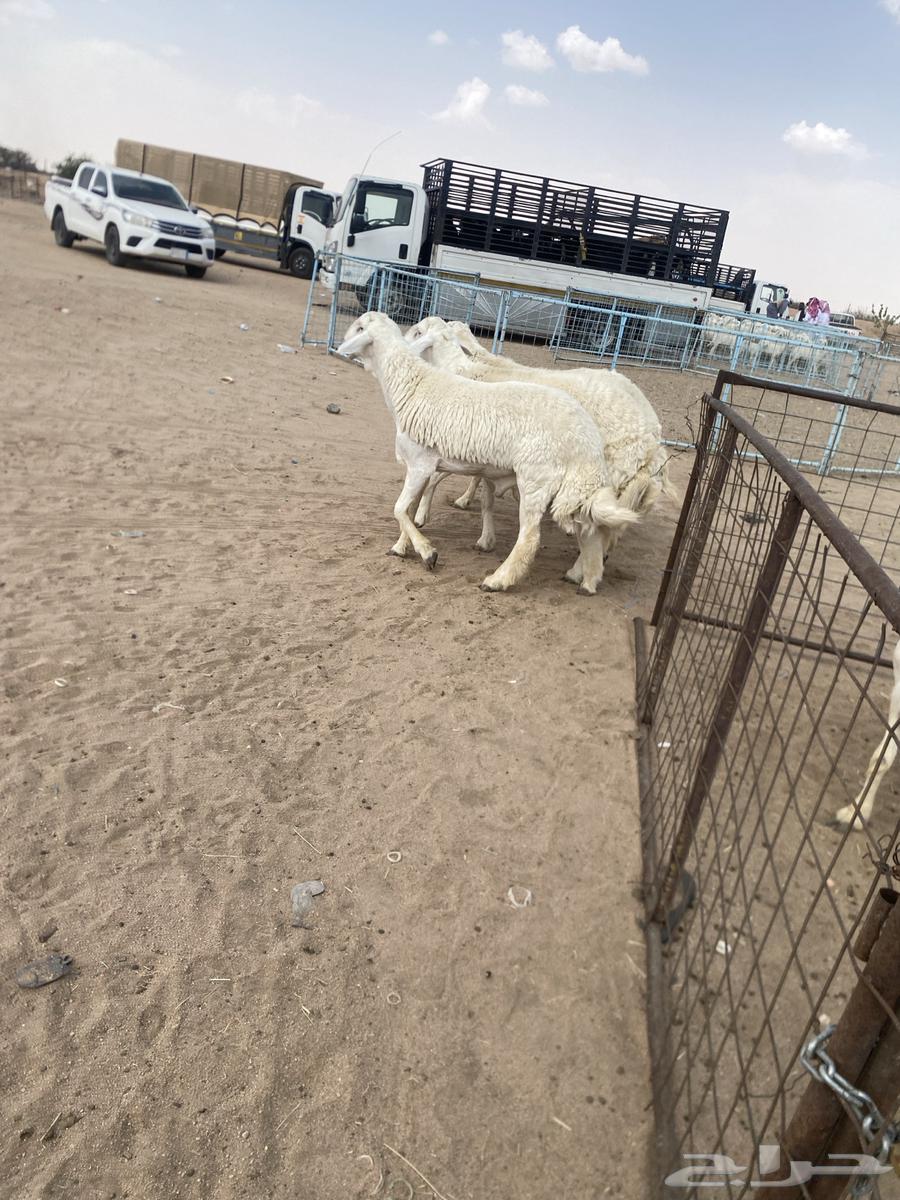 طليان صنف جذعان وثني مشروطه الموقع الطايف للتواصل64250084898947110