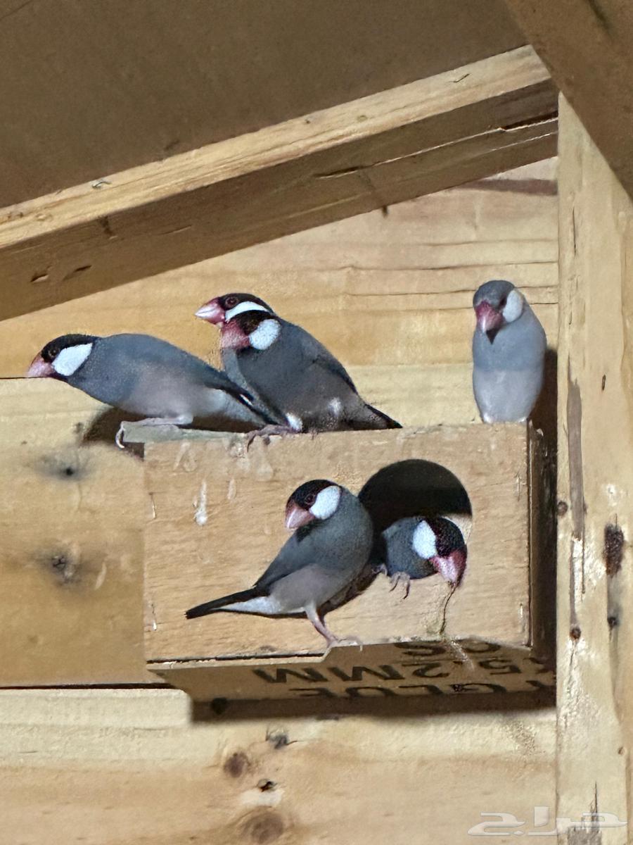 For sale Java Silver, White and Normal birds, 22 in total64232338815235113