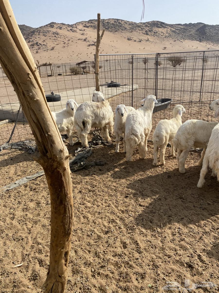 10 كلش خروف نظيفه الموقع الحناكيه64239031656578113