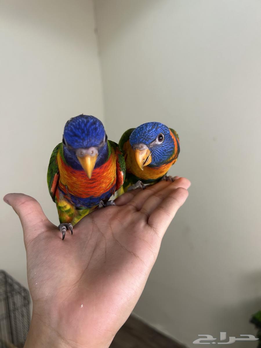 لوريات اليفه وهدد64235478655235113