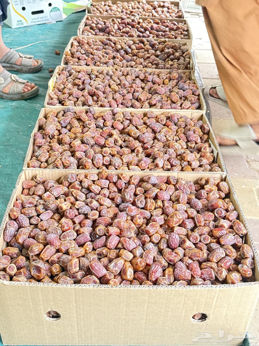 Rabi'a Dates64249066275457110