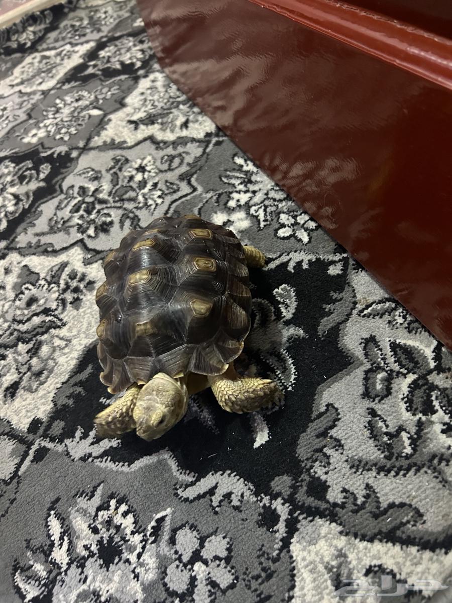 سلحفاه بريه64233487109891111