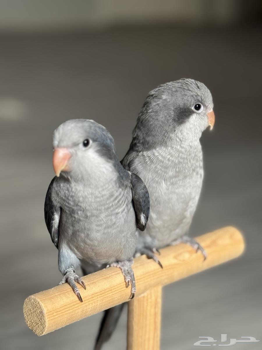 Quaker Gray63655710629635111