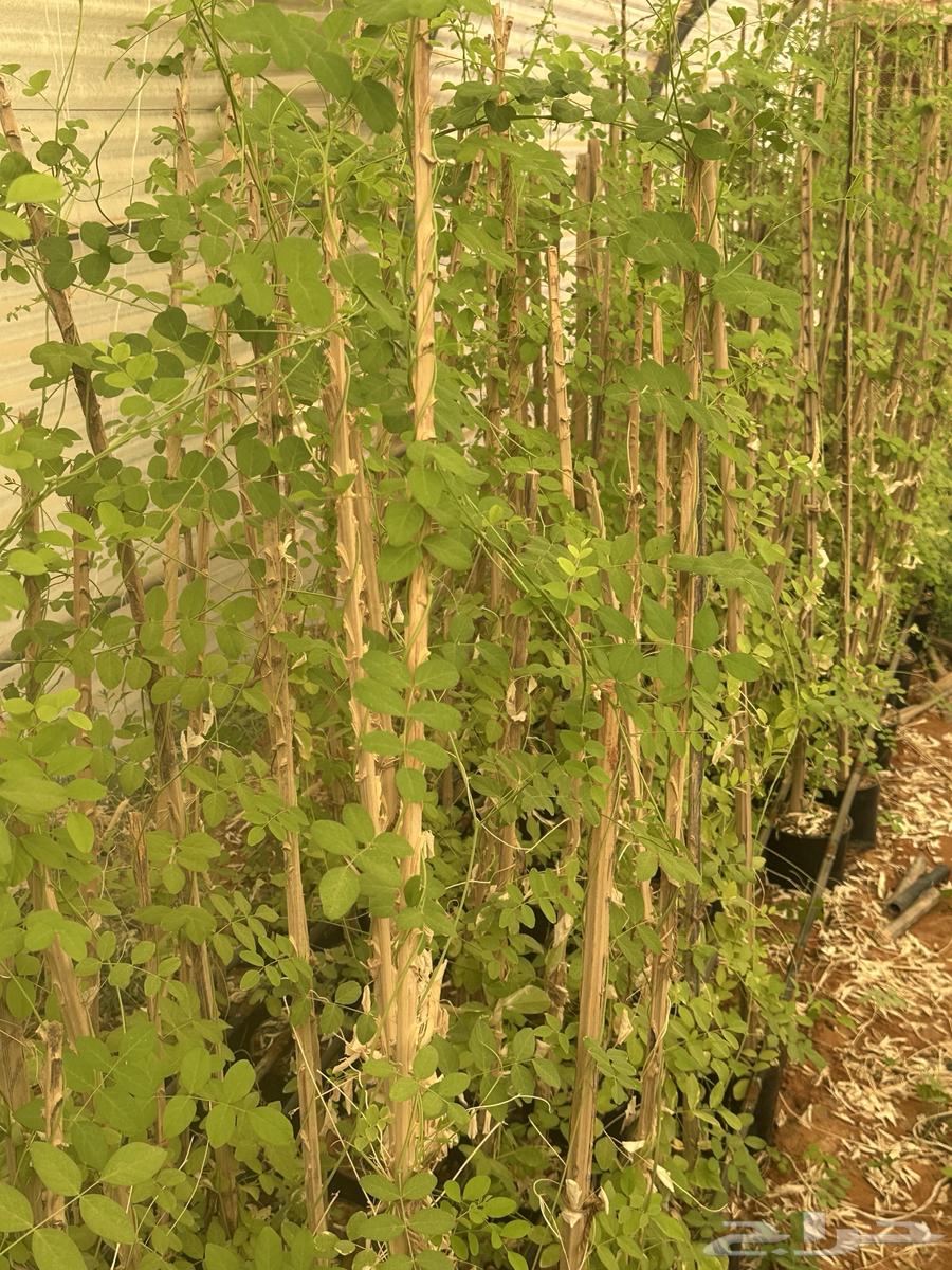 متسلقات تست الحس الاجوانية والشاي الأزرق64238371367426112