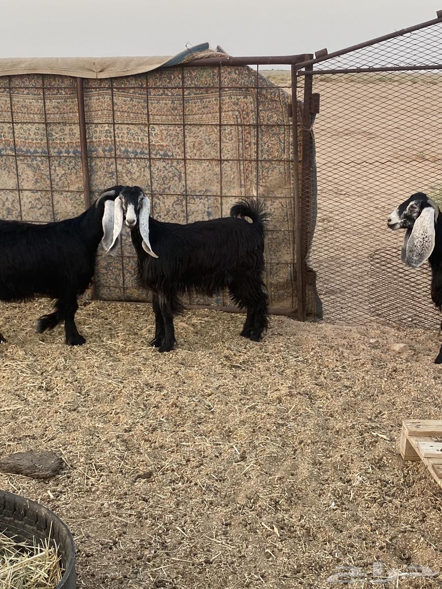 للبيع جذعات عوارض64251393899009110