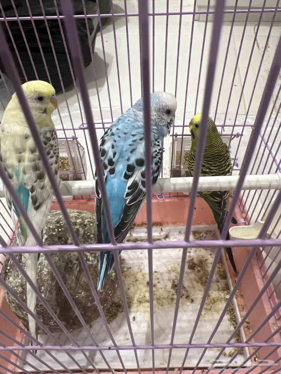 بادجي للبيع64250754147843112