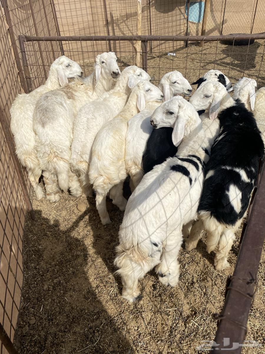 10 كلش خروف نظيفه الموقع الحناكيه64239031656578110