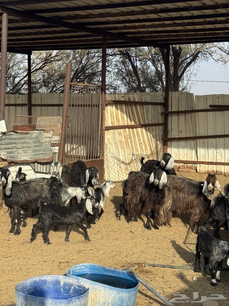 معزا عوارض للبيع64234620360961111