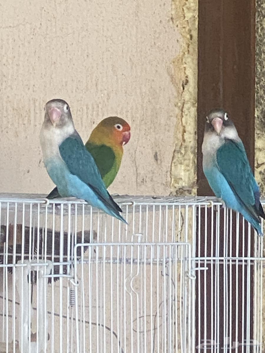 زوج فشر بلو منتج ومحلل64253136281219112