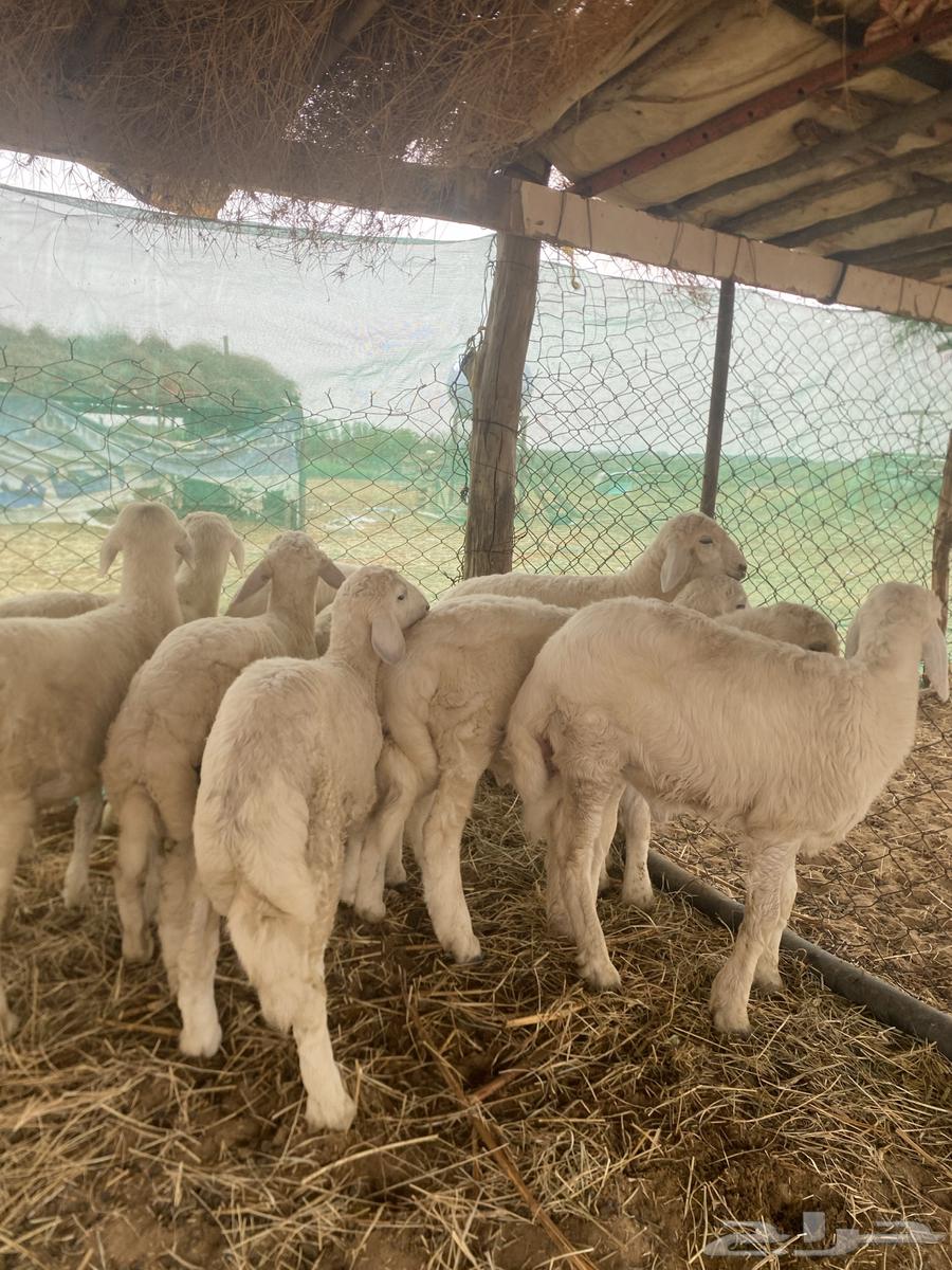 طليان حري فاخر64262517491330110