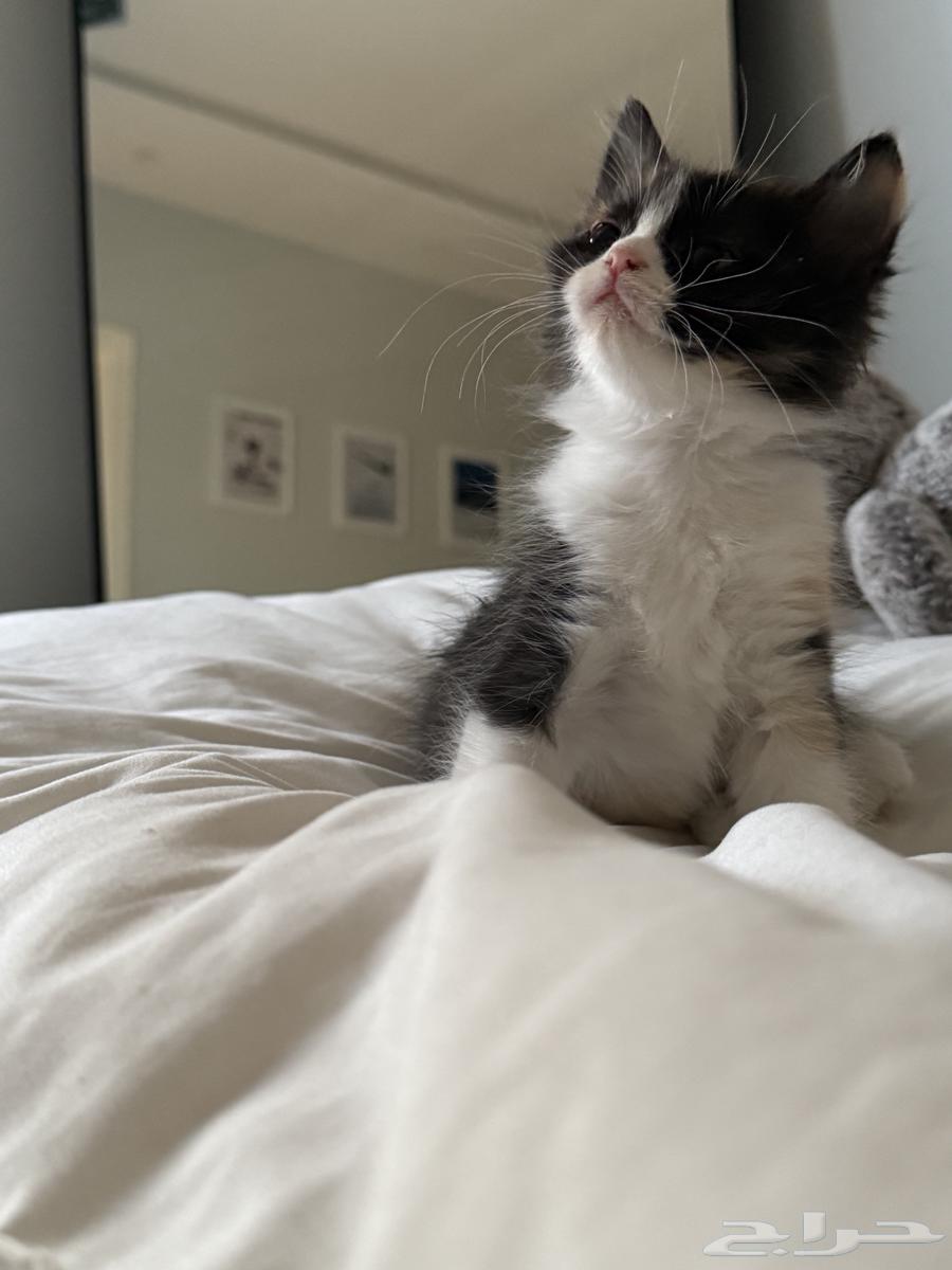 قطط صغار للبيع64252023973506112