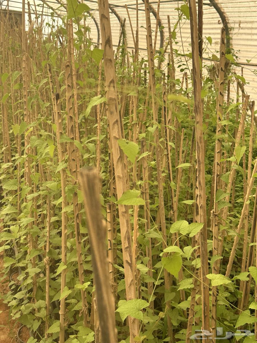 متسلقات تست الحس الاجوانية والشاي الأزرق64238371367426114