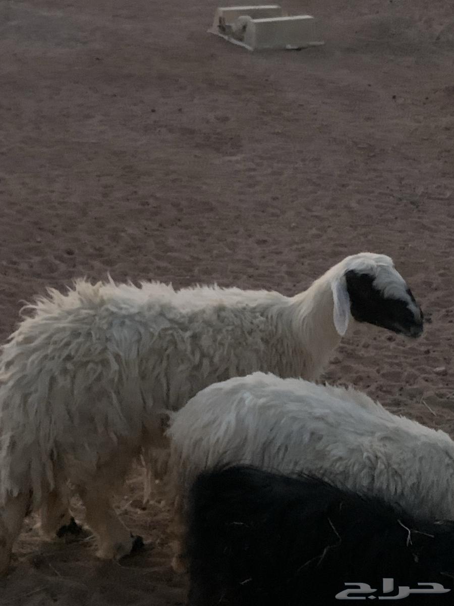 Sheep64250415399937111