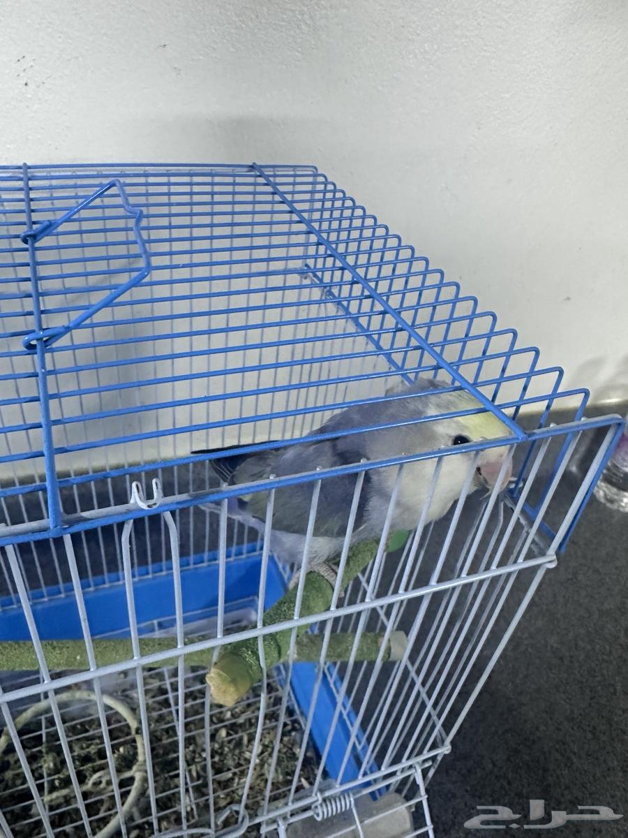 للبيع ذكر روز64243691911299113