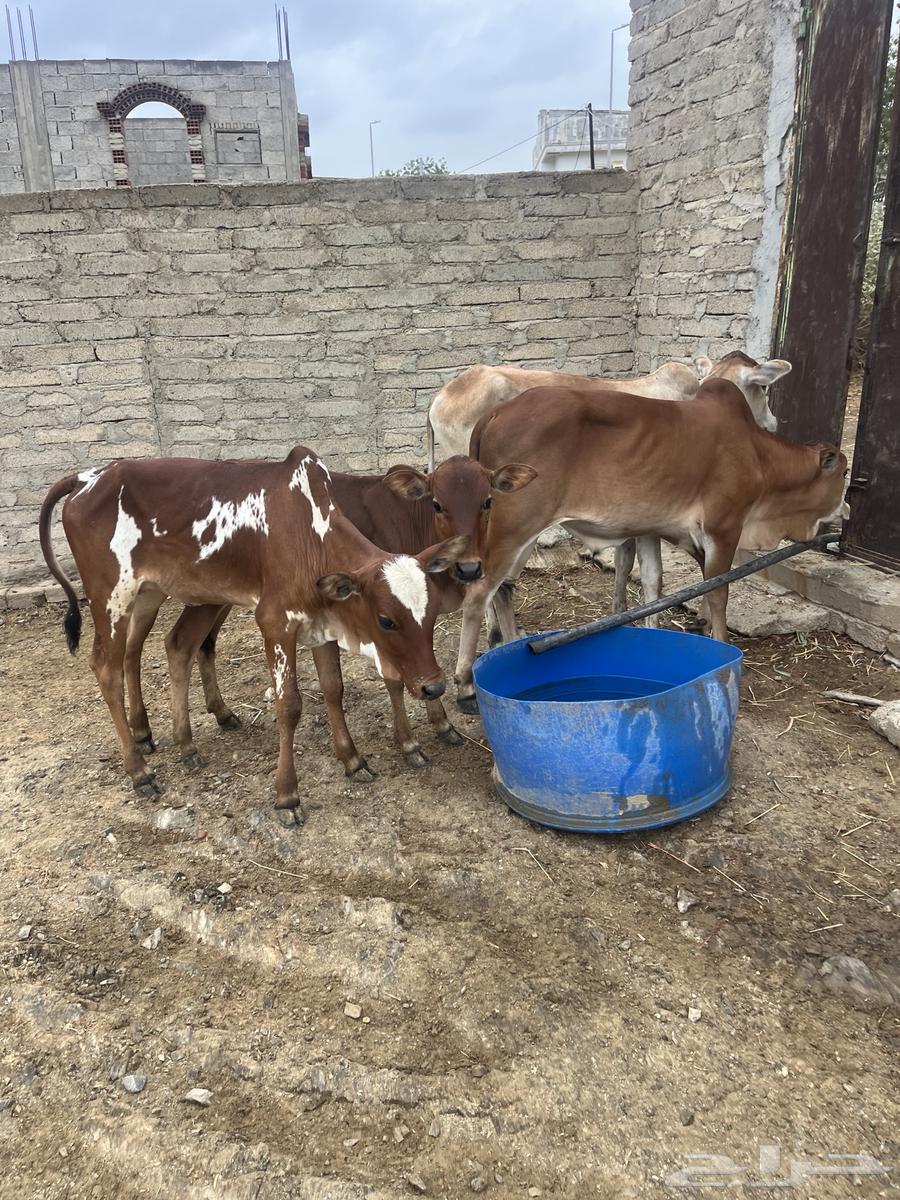 حسلان للبيع.64252799941633114