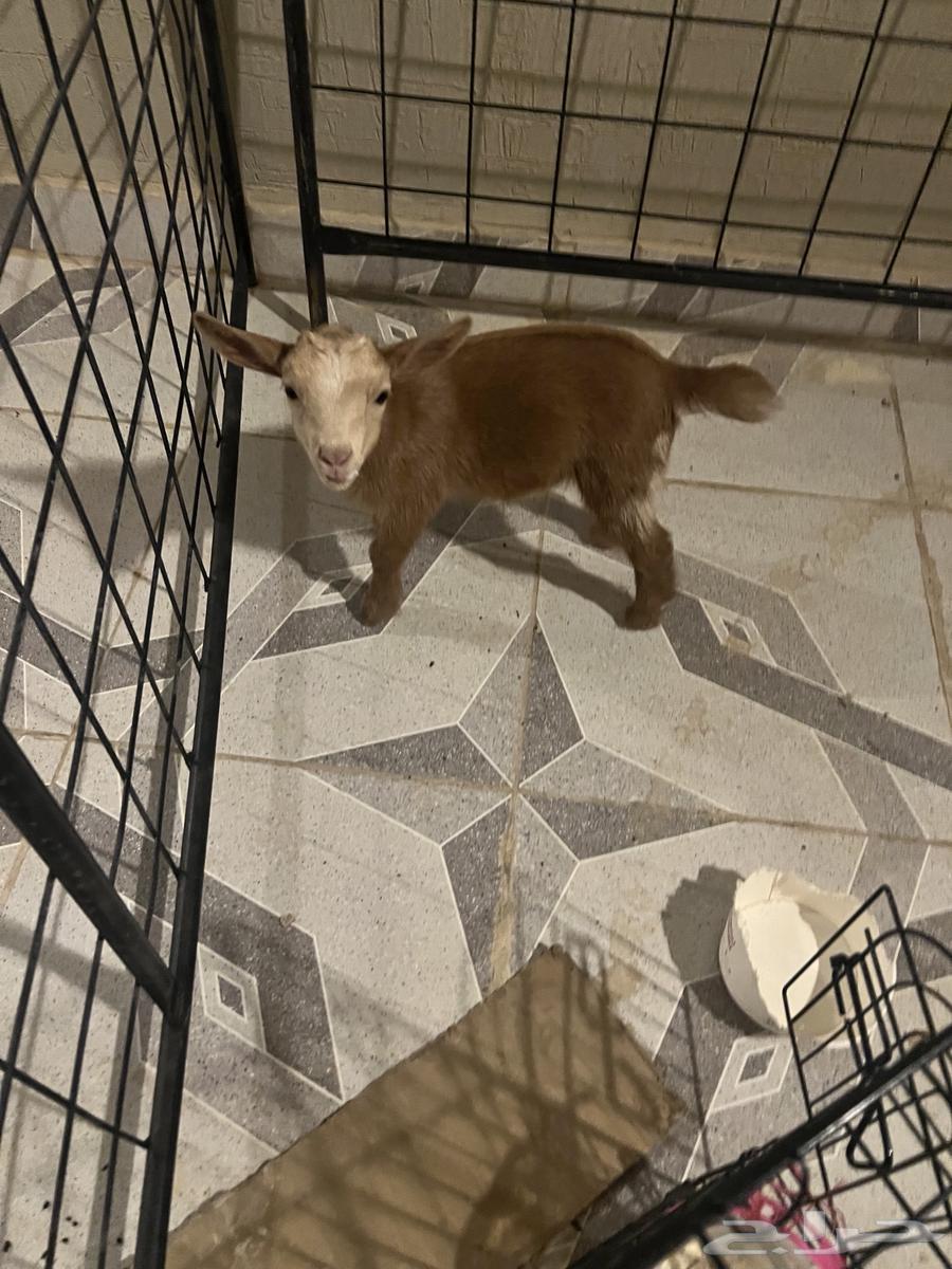 عنز ( جفرة ) قزمية البيع64253286215553110