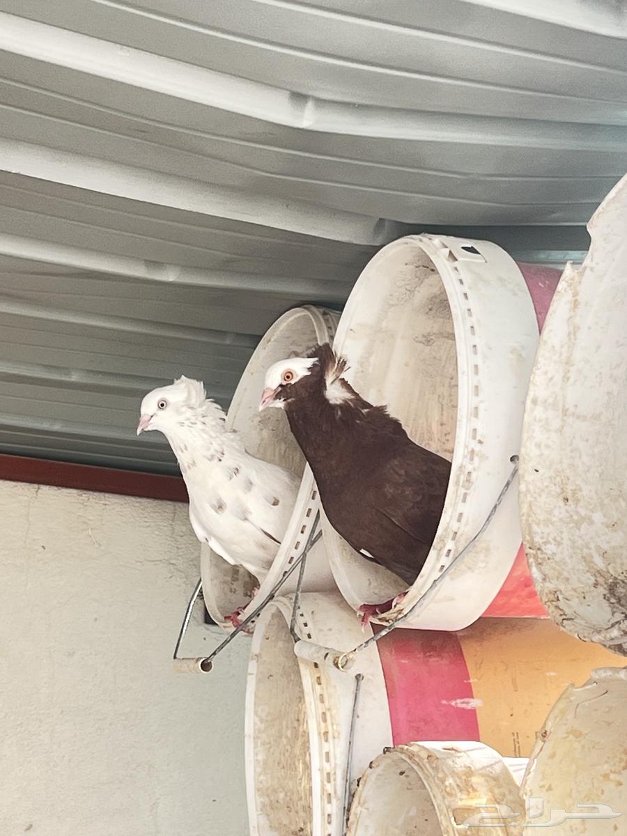 زوج و فروخه كبار عالسوم64248685722241110