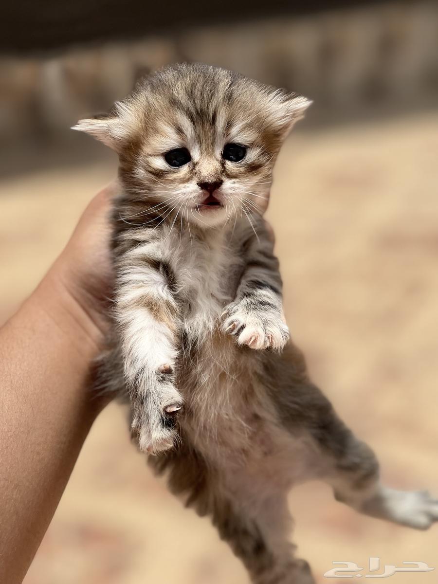 قطة صغيرة للبيع64241591324291112