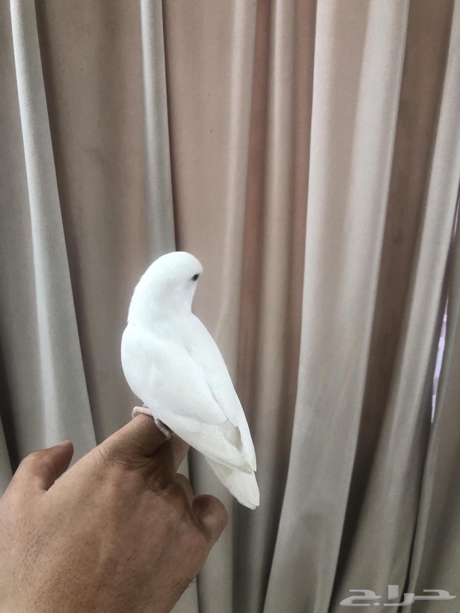 انثى روز اليفه ومنتجه64244591723010111