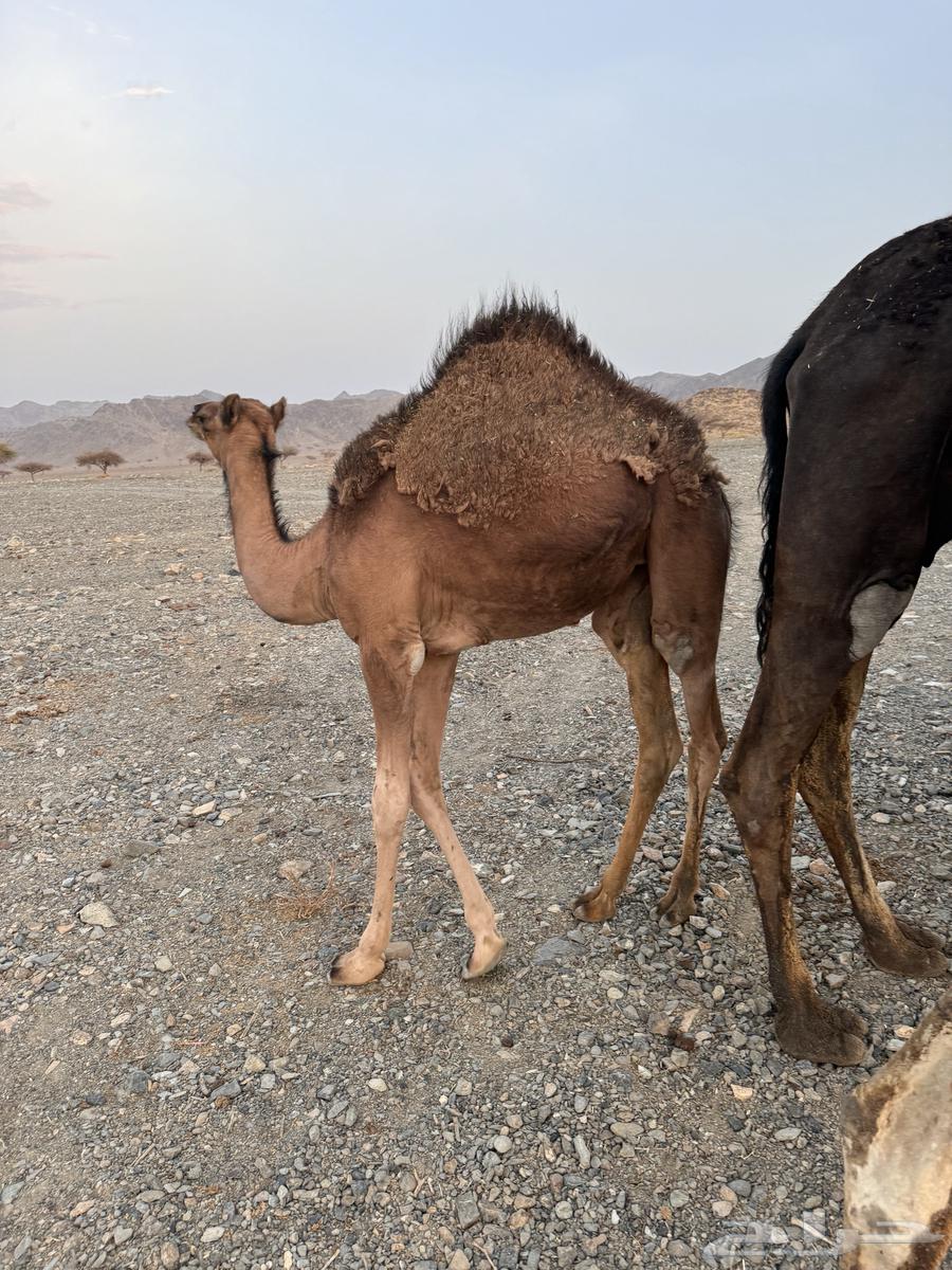 للبيع بكره وقعود64248685269121112