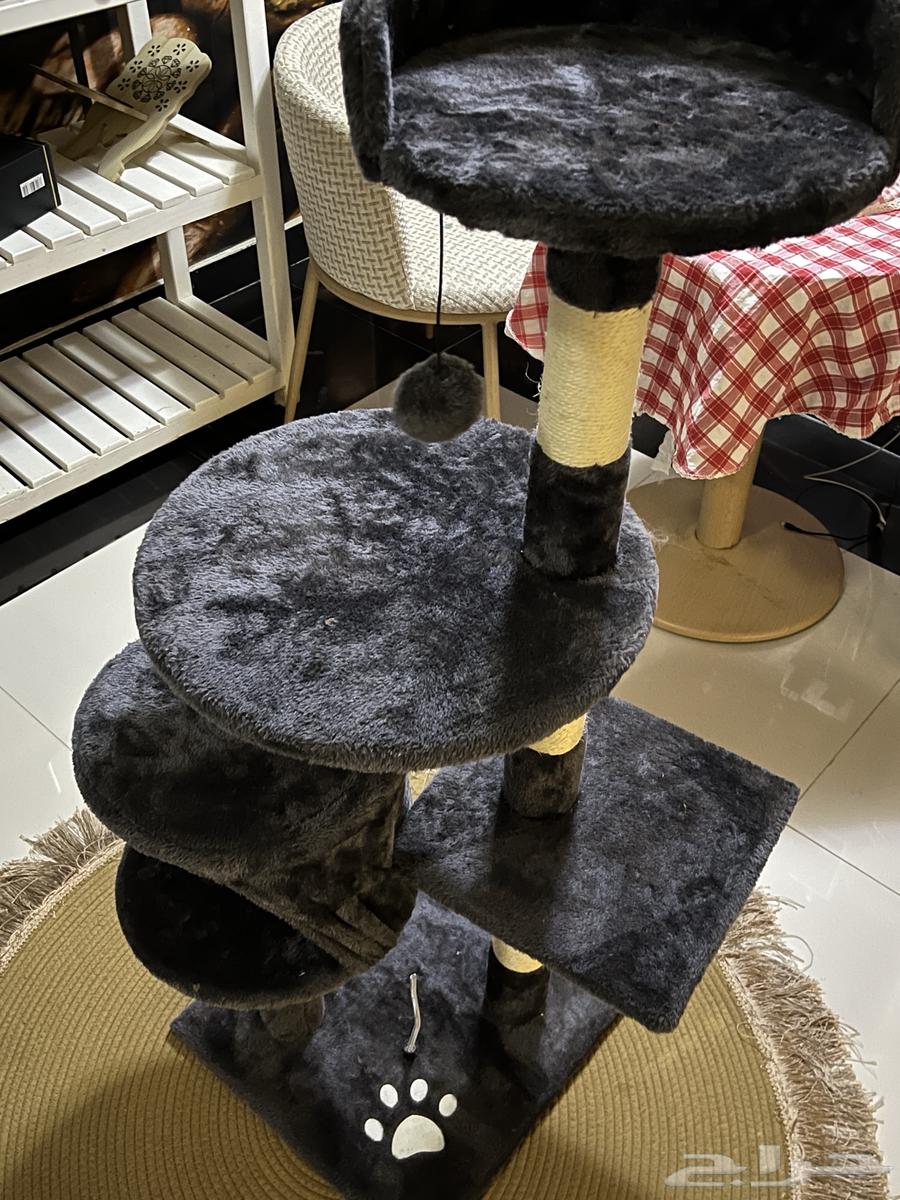 خداشه قطط نظيفه مافيها اي شي لللبيع مبلغ33364235478740481110