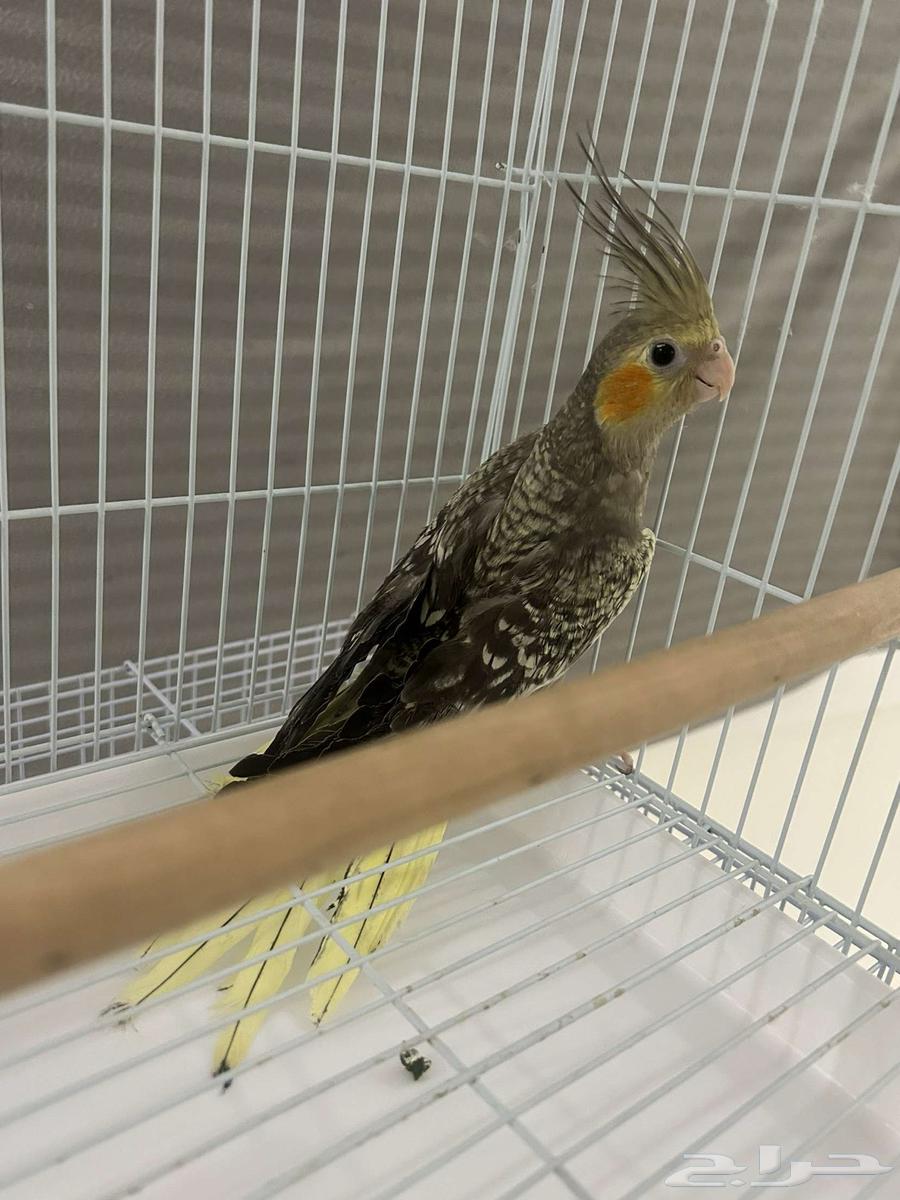 زوج طير كروان للبيع العمر شهرين64236872026114112