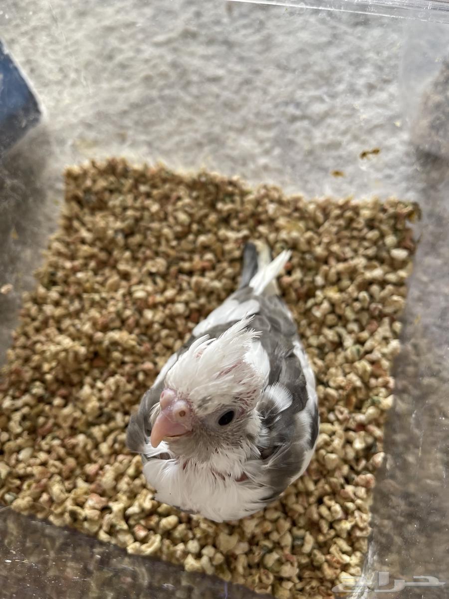 للبيع فرخ كراون هولندي ( تم البيع )64243169787523110