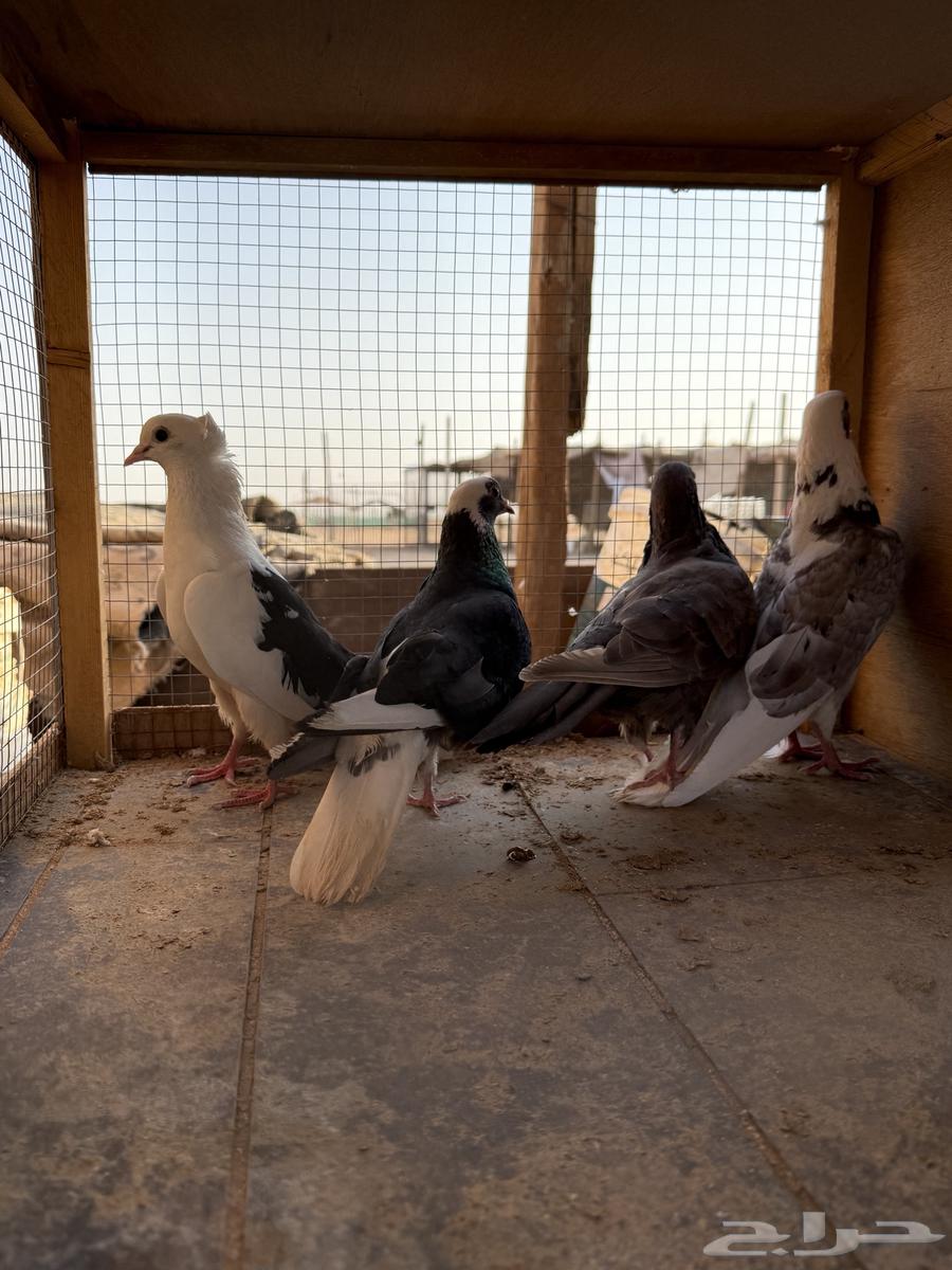 حمام قطايف64236872171265112