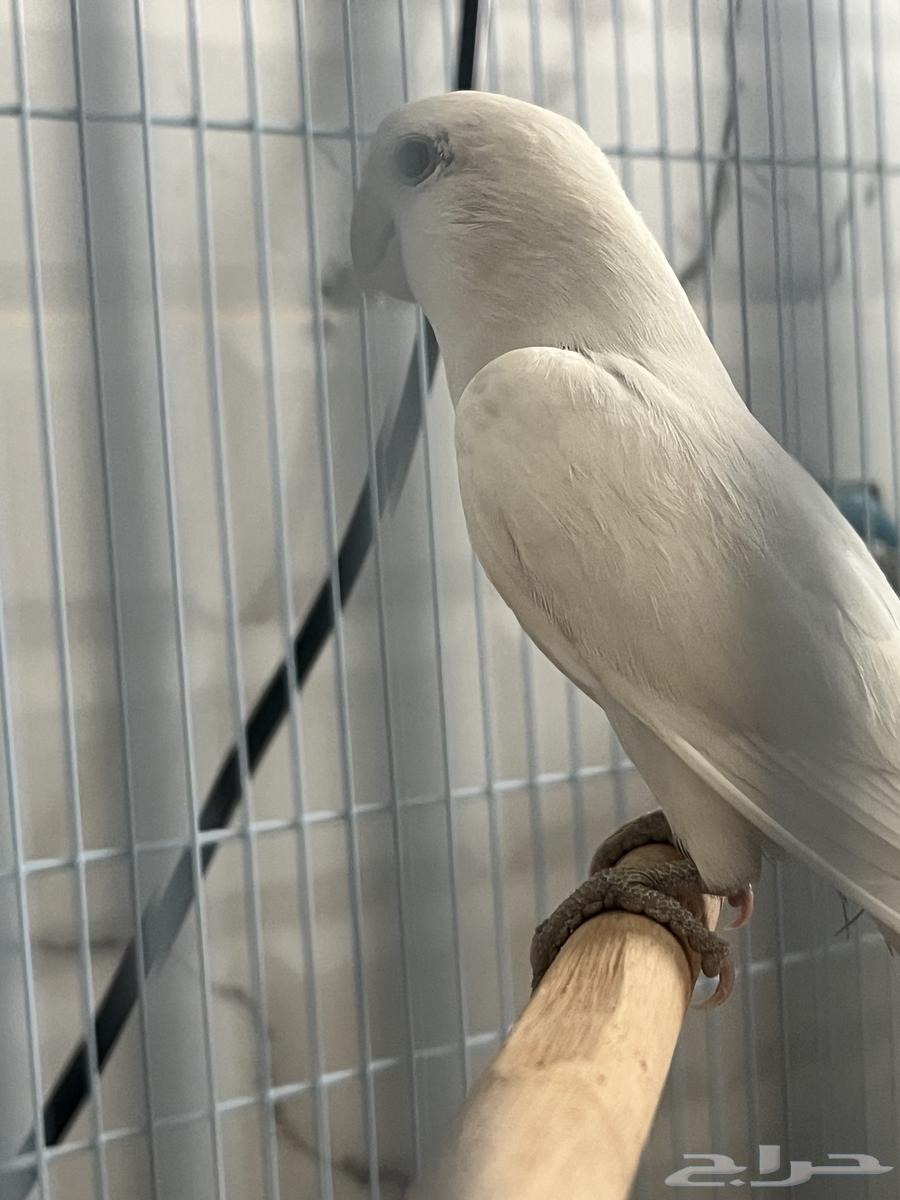 Mate of the day produced64243691985665114