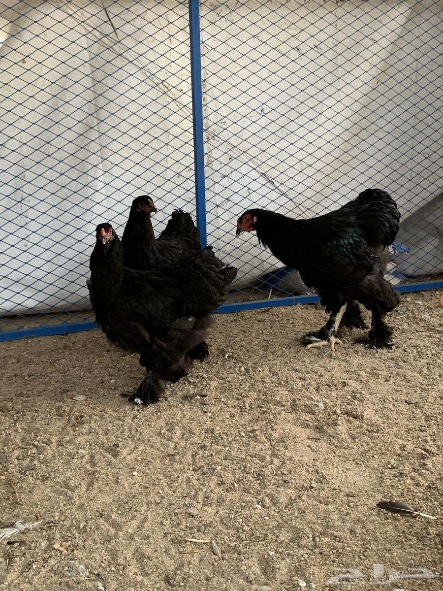 طقم براهما64248697247105113