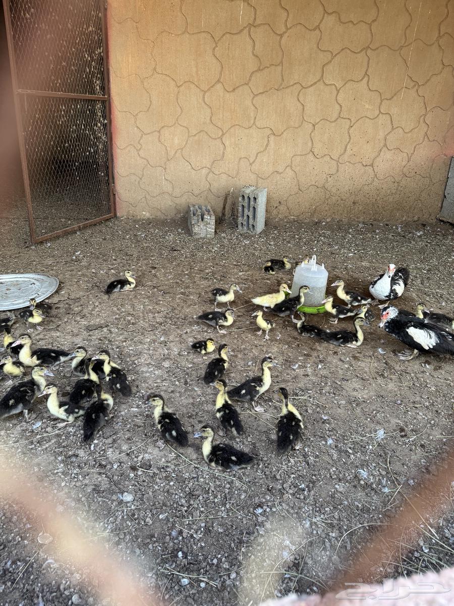 للبيع فروخ بط64235784698497110