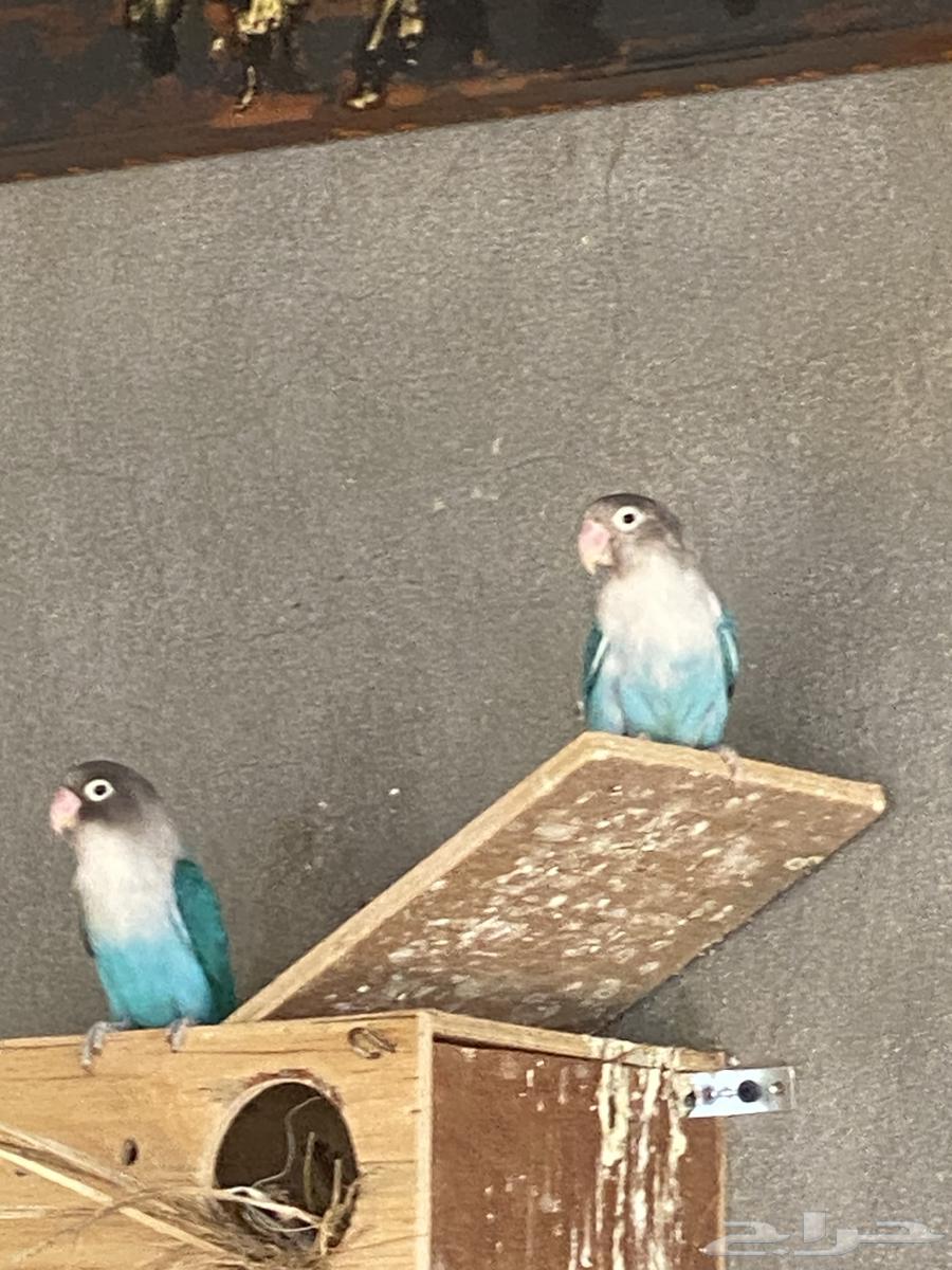 زوج فشر بلو منتج ومحلل64253136281219111